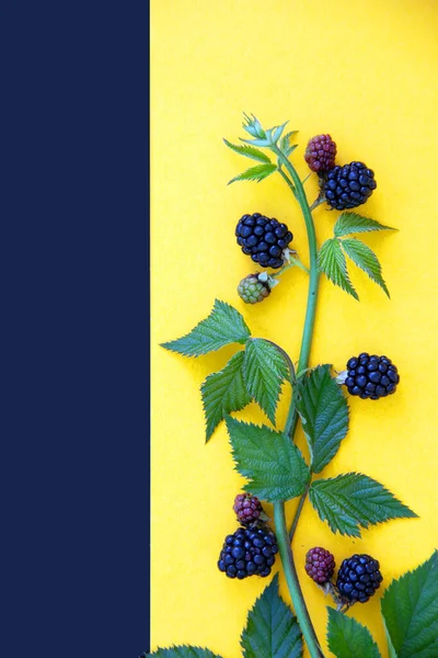 Creative layout with ripe blackberries on a bright background. Nature and healthy food concept.  Flat lay. Copy space.