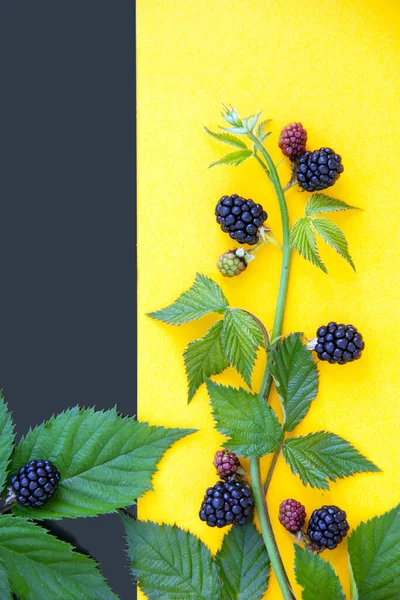 Creative layout with ripe blackberries on a bright background. Nature and healthy food concept.  Flat lay. Copy space.