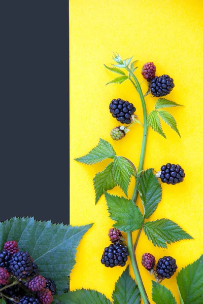Trendy Layout Ripe Blackberries Yellow Black Background Minimal Nature Concept — Stock Photo, Image
