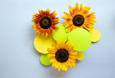 Çiçek açan ay çiçekleri ve mavi arka planda kağıt daireler olan modaya uygun bir düzen. Yaratıcı kopya alanı olan asgari doğa konsepti. Üst manzara, düz uzanma.