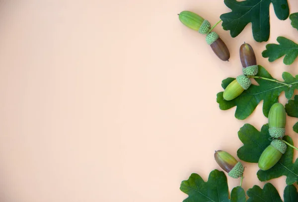 Creative layout with leaves and seeds of an acorn on an orange background. Autumn concept with copy space. Nature background. Flat lay. Copy space. — Stock Image Creative Layout Leaves Seeds Acorn Orange Background Autumn Concept Copy Stock Picture