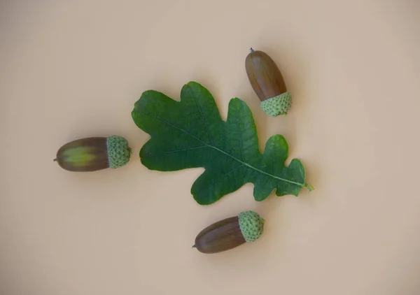 Creative layout with leaves and seeds of an acorn on an orange background. Autumn concept with copy space. Nature background. Flat lay. Copy space. — Stock Image Creative Layout Leaves Seeds Acorn Orange Background Autumn Concept Copy Royalty Free Stock Images
