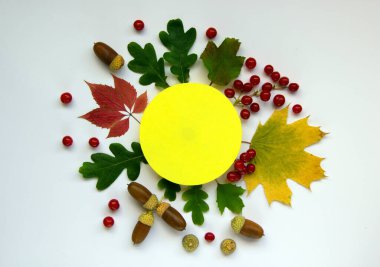 Sonbahar yaprakları, meşe palamutları, viburnum üzümleri ve beyaz arka planda kağıt sarısı daireleri olan modaya uygun bir yer. Yaratıcı kopya alanı olan sonbahar konsepti. Üst manzara, düz uzanma.