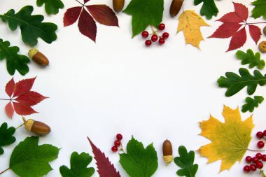 Sonbahar yaprakları, meşe palamutları, beyaz arka planda viburnum meyveleri olan modaya uygun bir yer. Yaratıcı kopya alanı olan sonbahar konsepti. Üst manzara, düz uzanma.