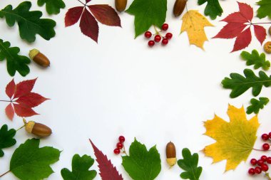 Sonbahar yaprakları, meşe palamutları, beyaz arka planda viburnum meyveleri olan modaya uygun bir yer. Yaratıcı kopya alanı olan sonbahar konsepti. Üst manzara, düz uzanma.