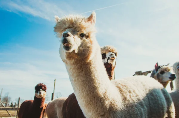 Angry alpaca in the farm close up looking at the camera Royalty Free Stock Images