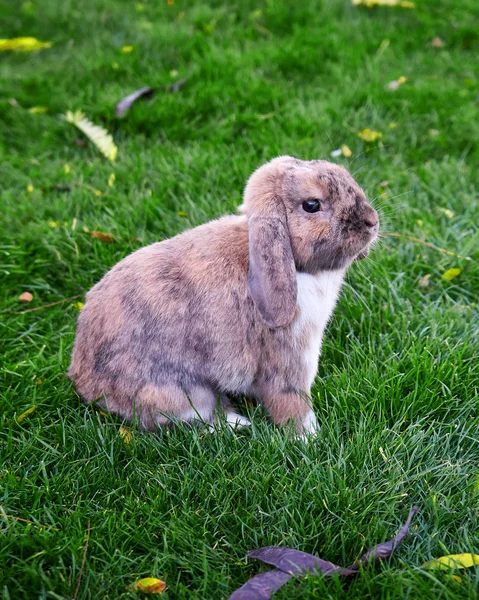 Cute Rabbit Sitting Green Lawn — Stock Photo, Image