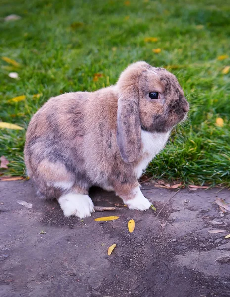 可爱的兔子坐在绿色的草坪上 — 图库照片