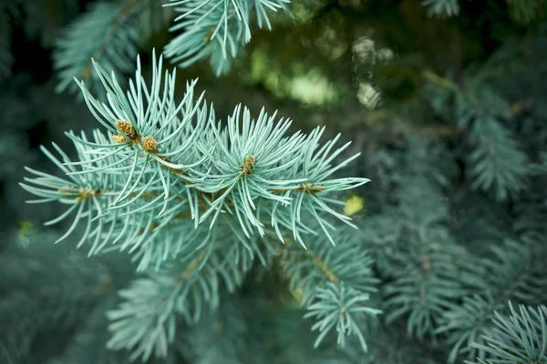 Macro Disparo Árbol Navidad —  Fotos de Stock