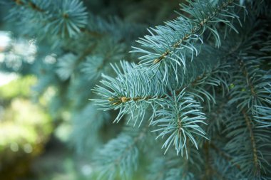 Bir Noel ağacının makro görüntüsü