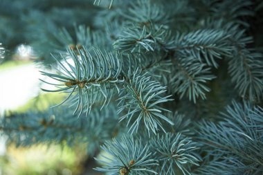 Bir Noel ağacının makro görüntüsü