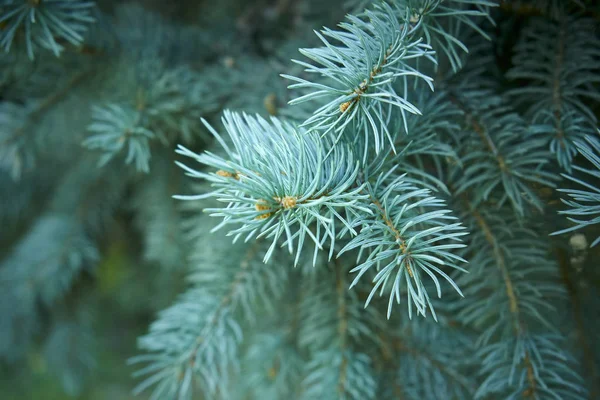 Macro Disparo Árbol Navidad —  Fotos de Stock