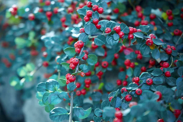 Bush Ripen Cotoneaster Horizontal — Stock Photo, Image