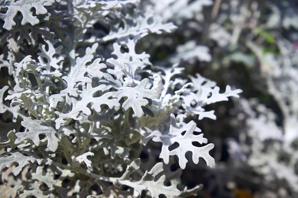 Beautiful Plant Decorative Wormwood — Stock Photo, Image