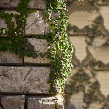  Ivy çağındaki tuğla duvar