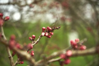 Çiçek açması kayısı fışkın
