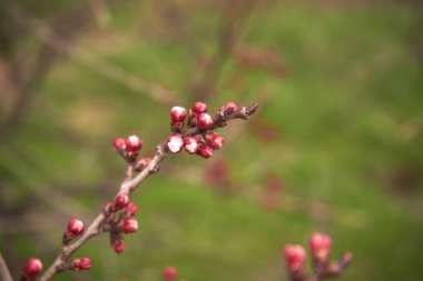 Çiçek açması kayısı fışkın