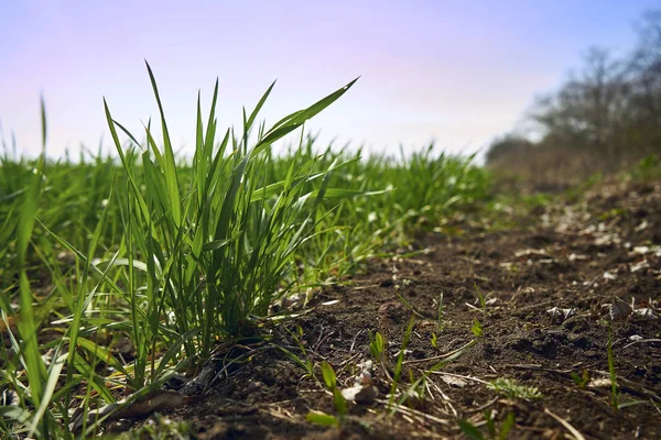 Een groene gras spruiten — Stockfoto