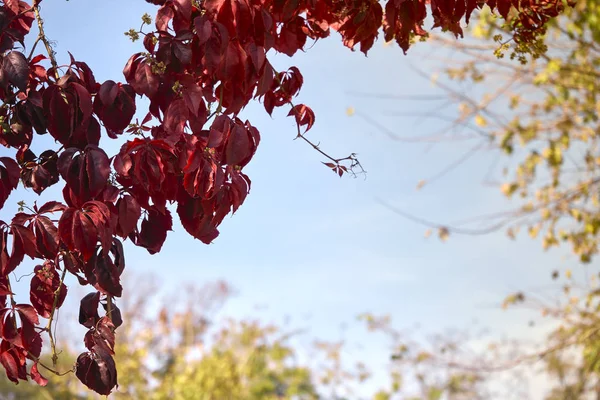 Belles feuilles rouges, plante — Photo