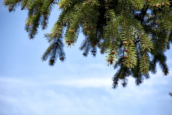 Macro disparo de un árbol de navidad —  Fotos de Stock