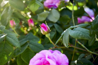 güneşte güzel gül tomurcuk