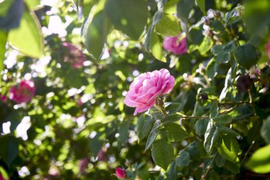 güneşte güzel gül tomurcuk