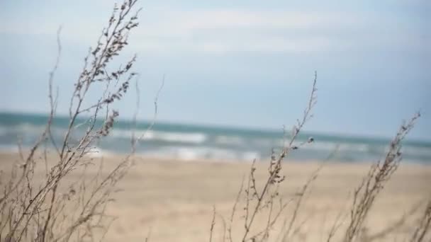 Viento Desarrolla Planta Junto Mar — Vídeos de Stock