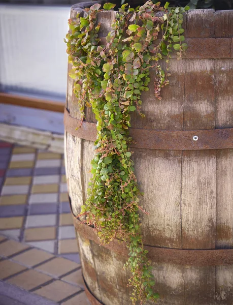 Vintage Wine Barrel su cui cresce una bella pianta verde — Foto Stock