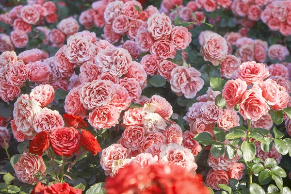 Bardzo piękne łóżko kwiat z róż herbaty — Zdjęcie stockowe