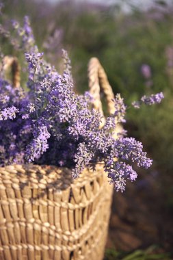 büyük bir lavanta alanında lavanta ile güzel hasır çanta