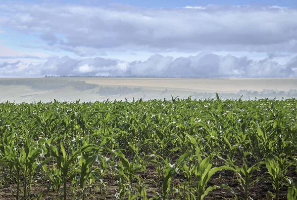 Schöne Landschaft, noch nicht reifer Mais vor dem Hintergrund von C — Stockfoto