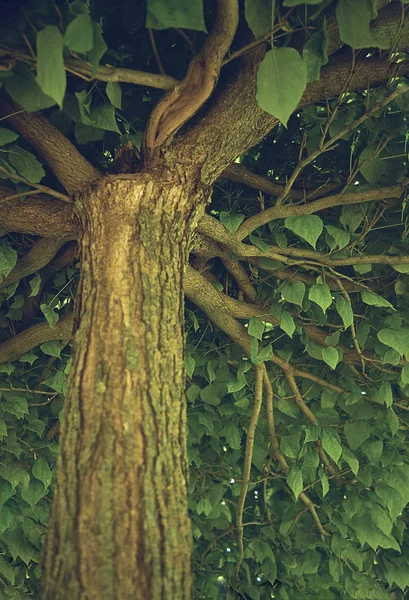 Bello sfondo albero dall'interno, rami, corteccia e le — Foto Stock