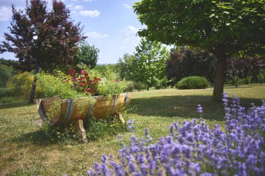 bir varil içinde güzel flowerbed bir Beau ile çim duruyor