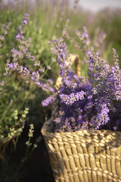 büyük bir lavanta alanında lavanta ile güzel hasır çanta