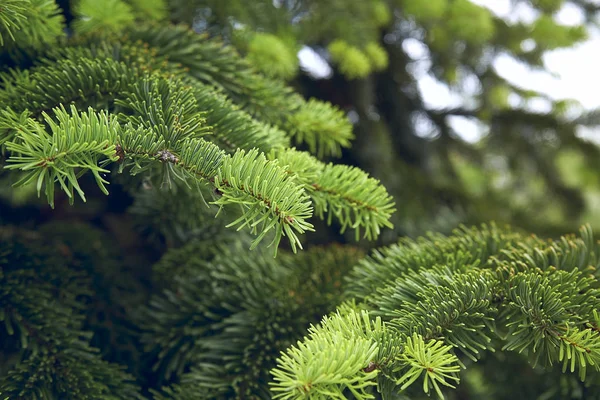 El hermoso árbol de navidad verde. macro disparo —  Fotos de Stock