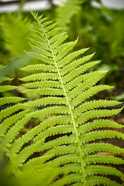 beautiful green plant. fern leaf. Fresh ecological, clean