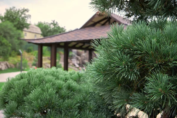 Beautiful pine on the background of the Japanese-style gazebo in — Stock Photo, Image