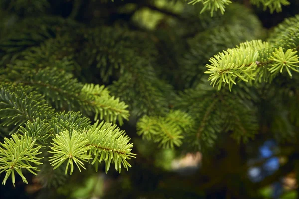 El hermoso árbol de navidad verde. macro disparo —  Fotos de Stock