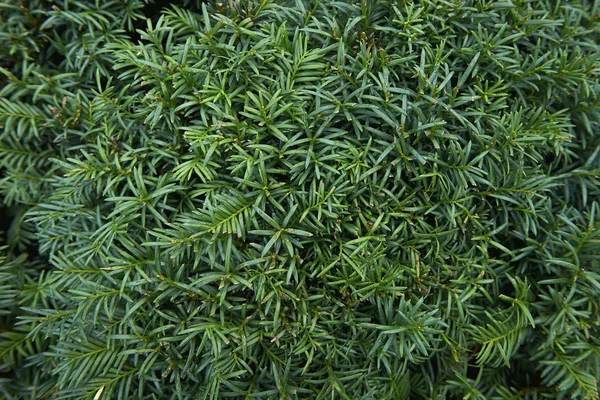 Antecedentes de plantas de coníferas. Verde, hermosa y joven — Foto de Stock