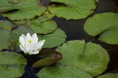 Güzel beyaz nilüfer çiçeği gölde yetişir..