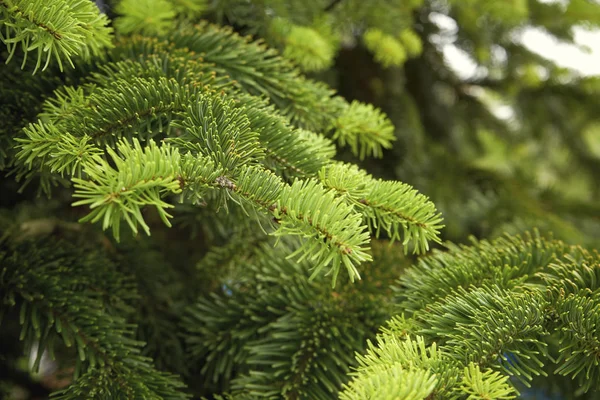 El hermoso árbol de navidad verde. macro disparo —  Fotos de Stock