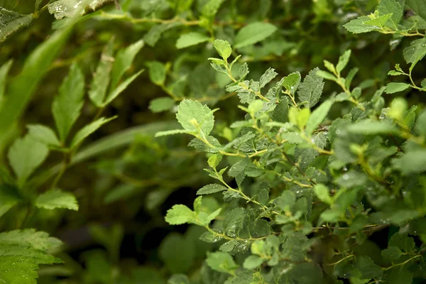 green eco-friendly bush grows in a botanical garden