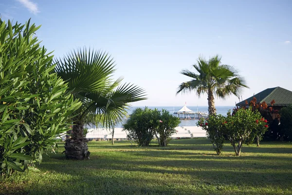 Vacker strandpromenad i tropikerna. växter, träd, buskar. f) — Stockfoto