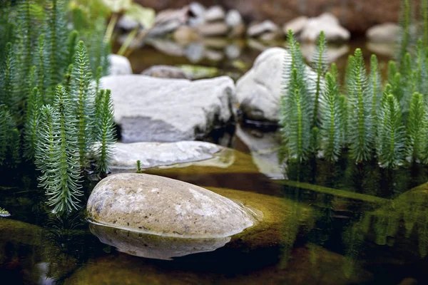 На озере растет водяное растение содзона. Красивые иглы . — стоковое фото