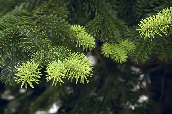 El hermoso árbol de navidad verde. macro disparo —  Fotos de Stock