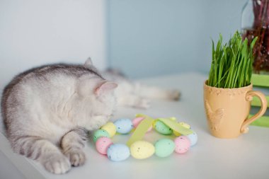 şirin Gri kedi ve Paskalya dekorasyon