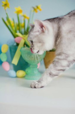 şirin Gri kedi ve Paskalya dekorasyon