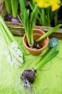 bahar çiçekleri bir tencere