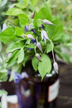 vintage kavanoz çiçeklenir