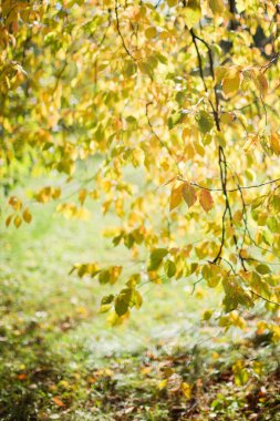 güzel sonbahar park